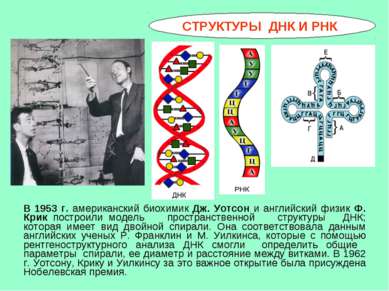 СТРУКТУРЫ ДНК И РНК В 1953 г. американский биохимик Дж. Уотсон и английский ф...