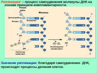 Репликация – процесс самоудвоения молекулы ДНК на основе принципа комплемента...