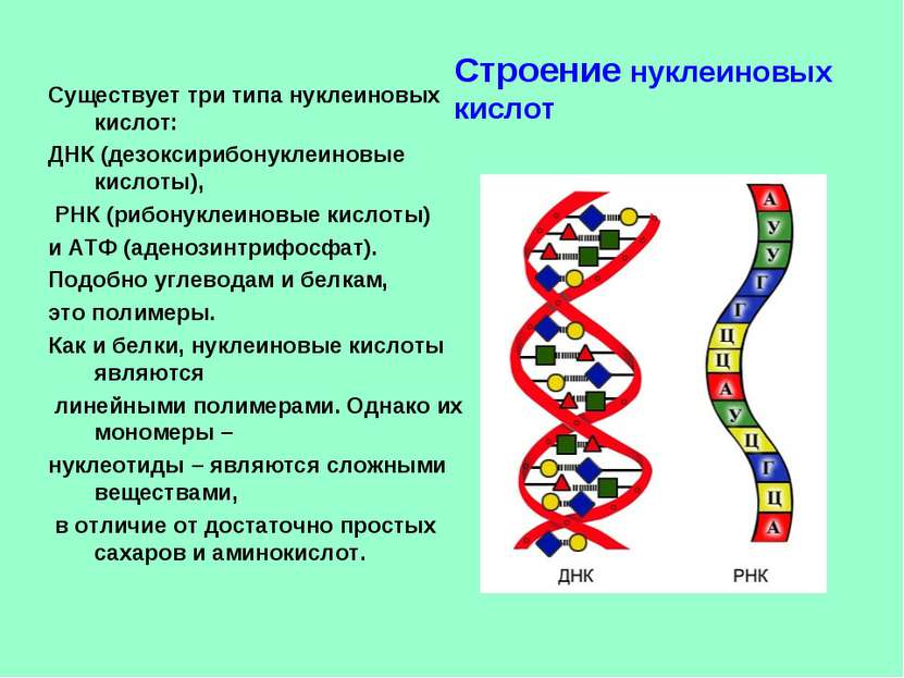 Существует три типа нуклеиновых кислот: ДНК (дезоксирибонуклеиновые кислоты),...