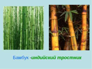 Бамбук -индийский тростник