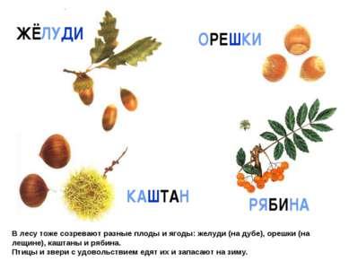 В лесу тоже созревают разные плоды и ягоды: желуди (на дубе), орешки (на лещи...