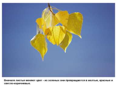 Вначале листья меняют цвет - из зеленых они превращаются в желтые, красные и ...