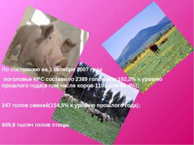 По состоянию на 1 октября 2007 года поголовье КРС составило 2389 голов или 10...