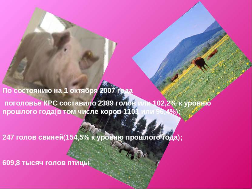 По состоянию на 1 октября 2007 года поголовье КРС составило 2389 голов или 10...