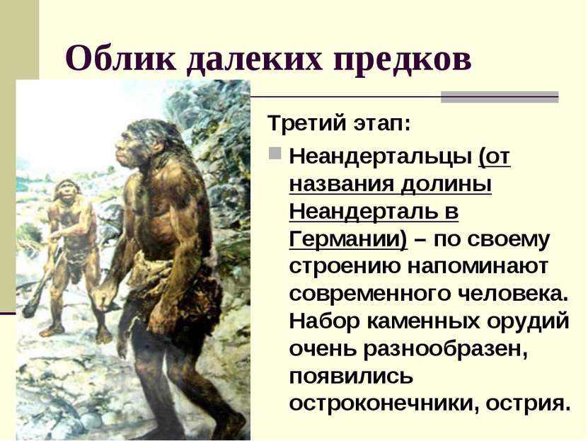 Облик далеких предков Третий этап: Неандертальцы (от названия долины Неандерт...