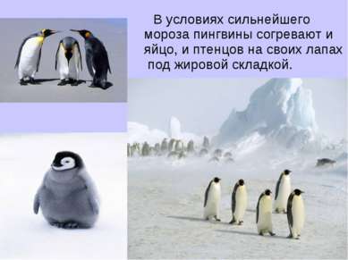 В условиях сильнейшего мороза пингвины согревают и яйцо, и птенцов на своих л...