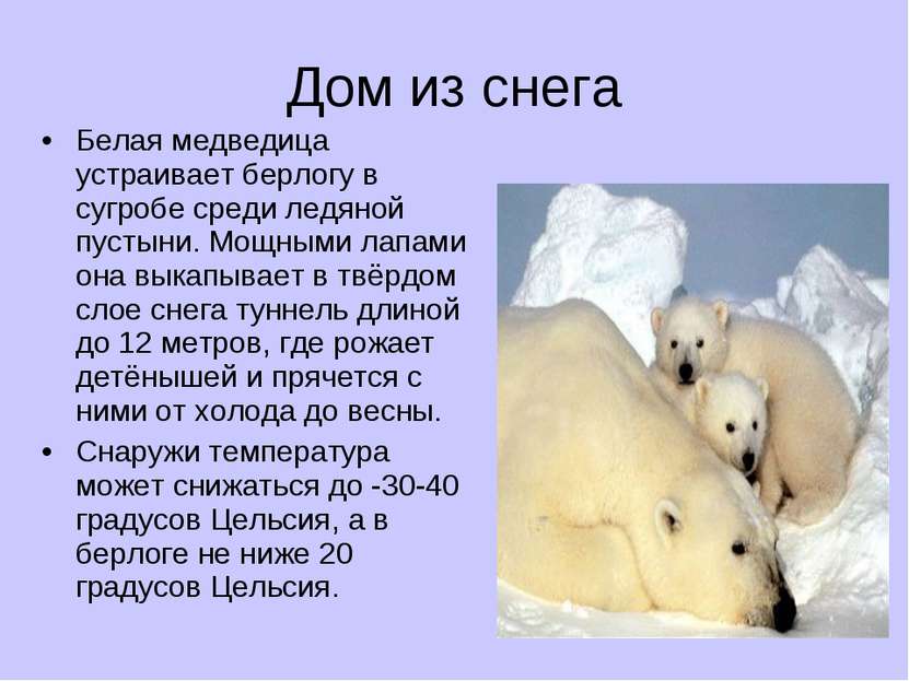 Дом из снега Белая медведица устраивает берлогу в сугробе среди ледяной пусты...