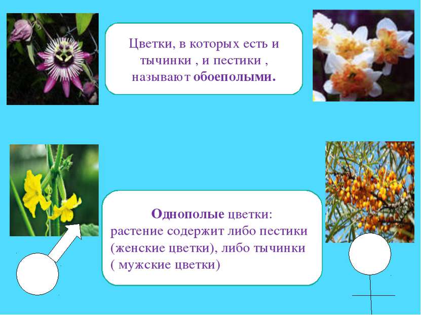 Цветки, в которых есть и тычинки , и пестики , называют обоеполыми. Однополые...