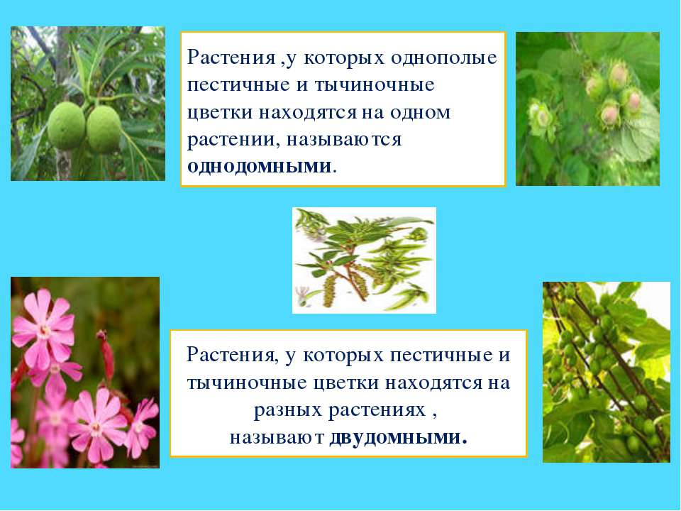 Какое растение называют часами. На разных растениях пестичные и тычиночные цветы. Растения у которых и тычиночные и пестичные цветки находятся. Растения с однополыми цветками. Двудомными растениями называют растения у которых.