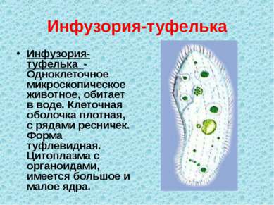 Инфузория-туфелька Инфузория-туфелька - Одноклеточное микроскопическое животн...