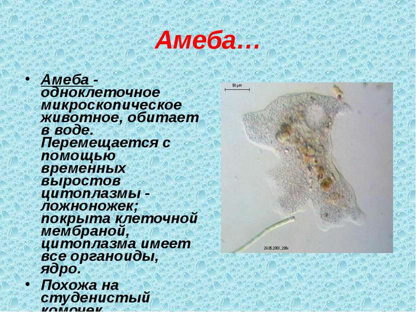 Амеба… Амеба - одноклеточное микроскопическое животное, обитает в воде. Перем...