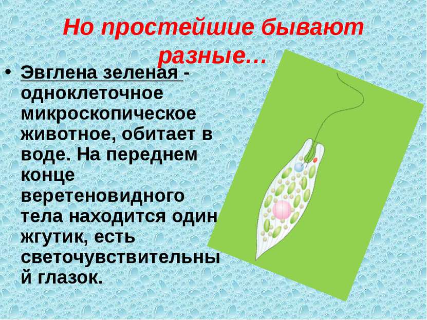 Но простейшие бывают разные… Эвглена зеленая - одноклеточное микроскопическое...