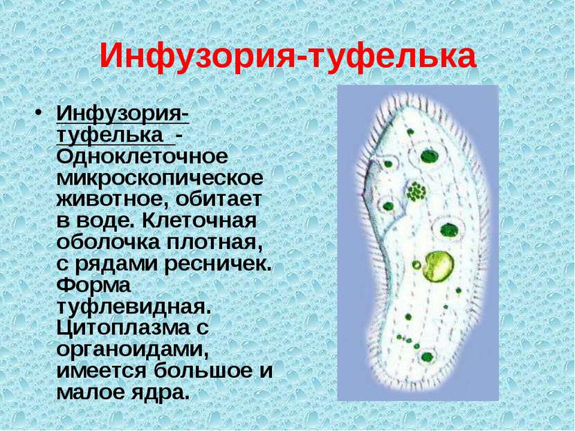 Инфузория-туфелька Инфузория-туфелька - Одноклеточное микроскопическое животн...
