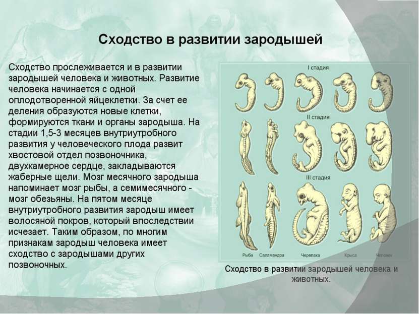 Стадии развития эмбрионов позвоночных. Сходства зародышей человека и позвоночных таблица. Сходство зародышей позвоночных животных. Сходства зародышейчеоов человека и позвоночных. Сходство зародышей человека и животных.