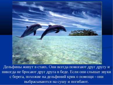 Дельфины живут в стаях. Они всегда помогают друг другу и никогда не бросают д...