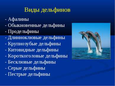 Виды дельфинов - Афалины - Обыкновенные дельфины - Продельфины - Длинноклювые...