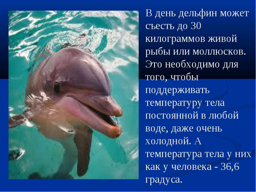 В день дельфин может съесть до 30 килограммов живой рыбы или моллюсков. Это н...