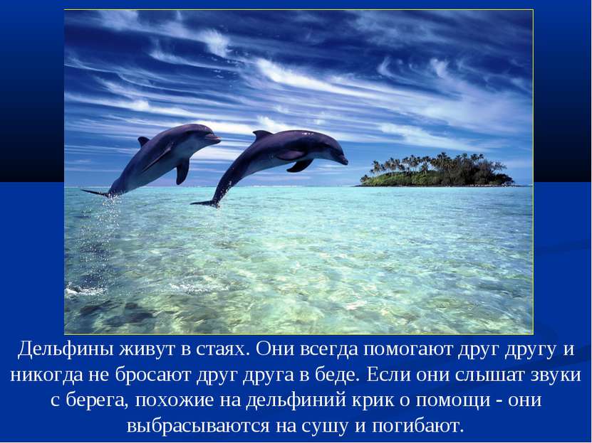 Дельфины живут в стаях. Они всегда помогают друг другу и никогда не бросают д...