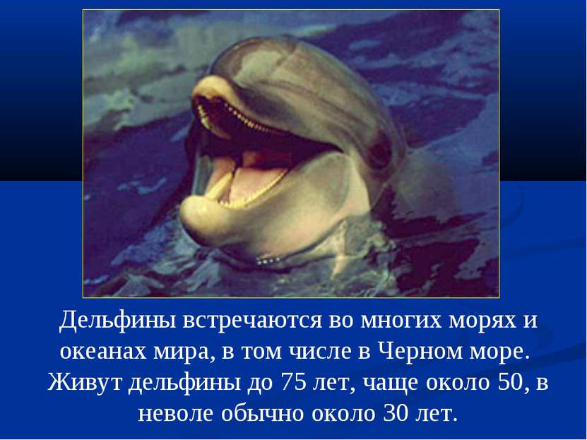 Дельфины встречаются во многих морях и океанах мира, в том числе в Черном мор...