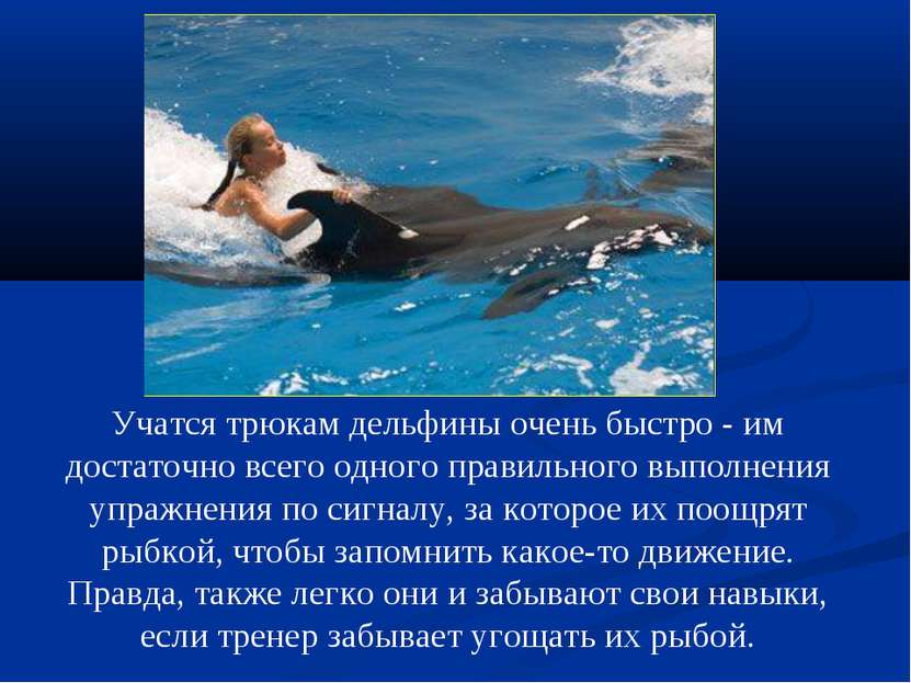 Учатся трюкам дельфины очень быстро - им достаточно всего одного правильного ...