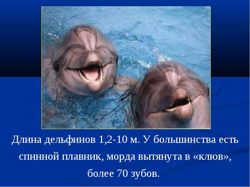 Длина дельфинов 1,2-10 м. У большинства есть спинной плавник, морда вытянута ...