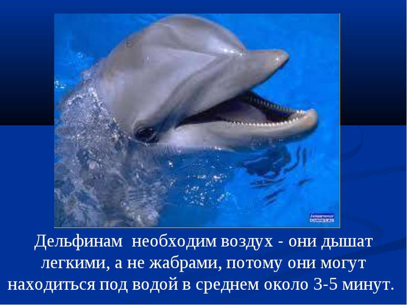 Дельфинам необходим воздух - они дышат легкими, а не жабрами, потому они могу...