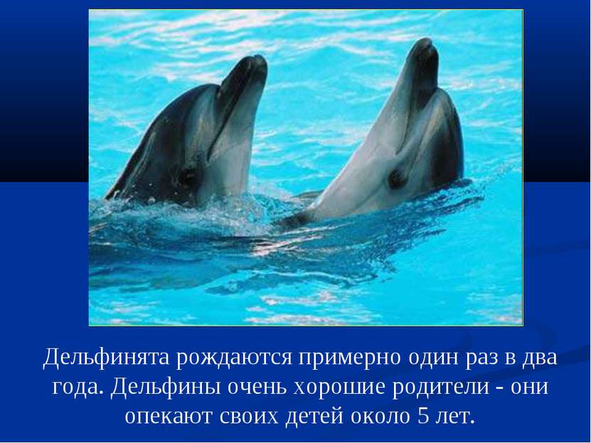 Дельфинята рождаются примерно один раз в два года. Дельфины очень хорошие род...