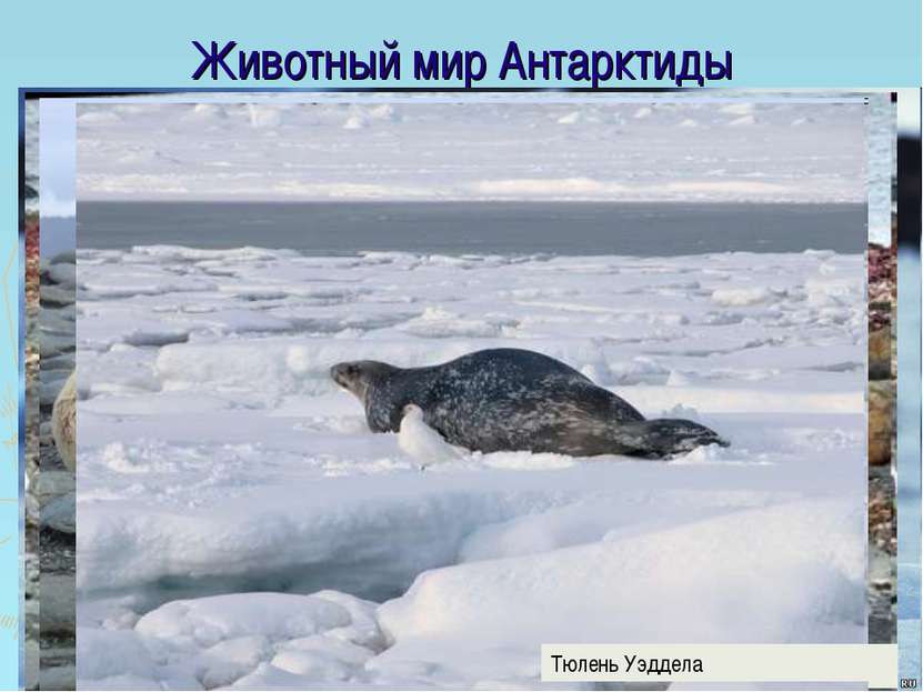 Животный мир Антарктиды Морской слон Морской котик Тюлень Уэддела