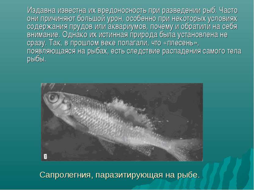 Сапролегния, паразитирующая на рыбе. Издавна известна их вредоносность при ра...