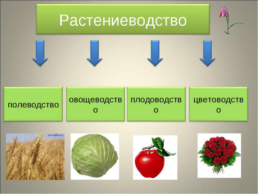 Отрасль овощеводства. Отрасли растениеводства. Растениеводство в нашем крае. Растениеводство презентация. Проект Растениеводство.