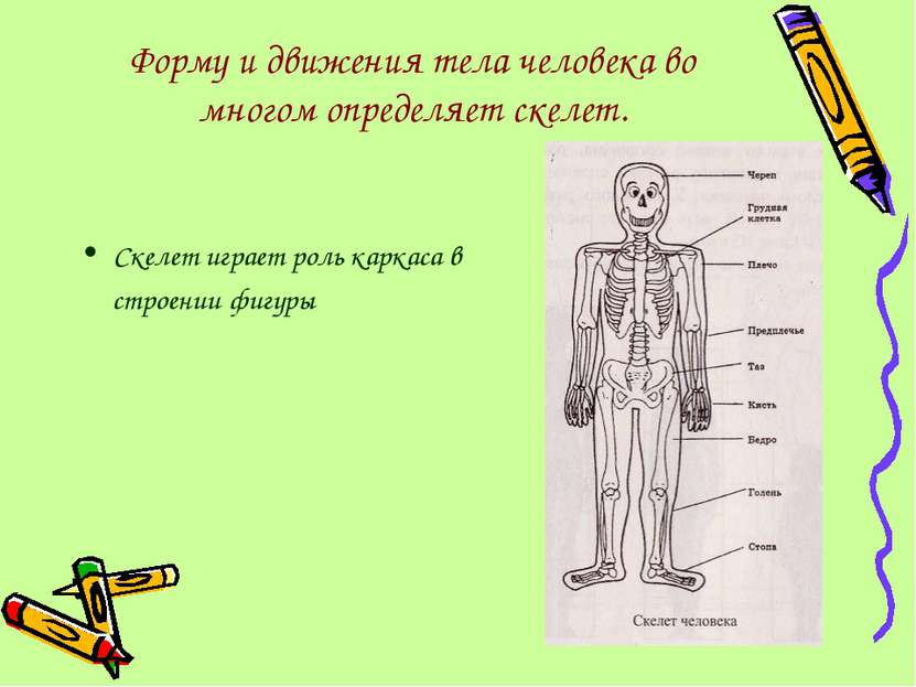 Форму и движения тела человека во многом определяет скелет. Скелет играет рол...