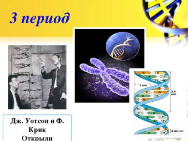 3 период Дж. Уотсон и Ф. Крик Открыли структуру ДНК в 1953г.