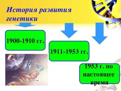 История развития генетики 1900-1910 гг. 1911-1953 гг. 1953 г. по настоящее время