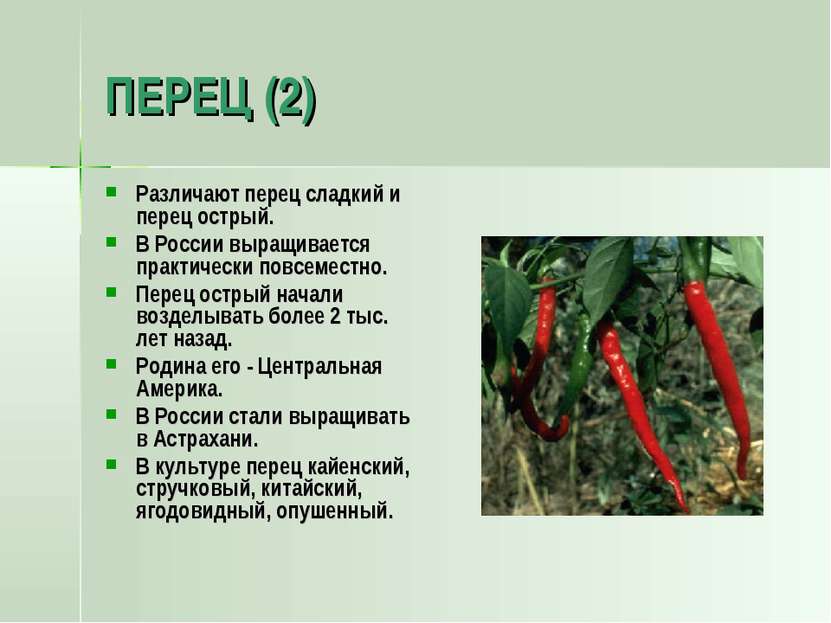 ПЕРЕЦ (2) Различают перец сладкий и перец острый. В России выращивается практ...