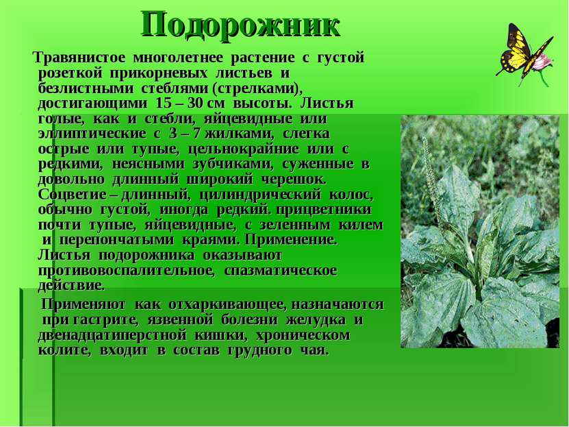 Подорожник Травянистое многолетнее растение с густой розеткой прикорневых лис...
