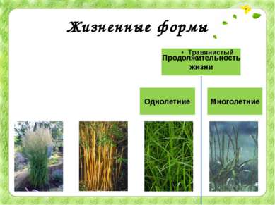 Жизненные формы Большинство злаков – травы. Однако стебли тропических бамбуко...