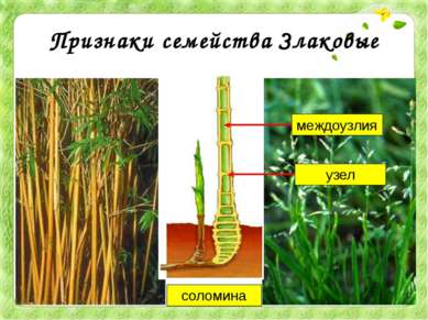Признаки семейства Злаковые соломина узел междоузлия Что же объединяет бамбук...