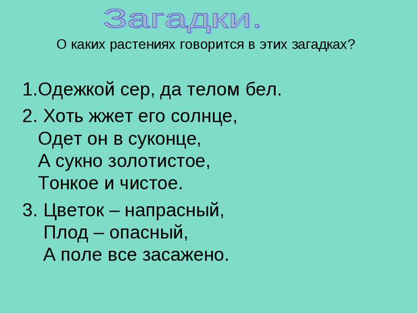 О каких растениях говорится в этих загадках? 1.Одежкой сер, да телом бел. 2. ...