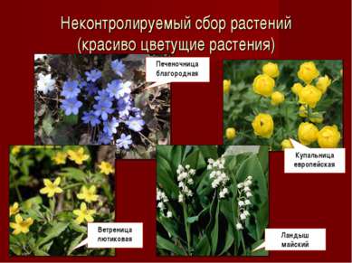Неконтролируемый сбор растений (красиво цветущие растения) Печеночница благор...