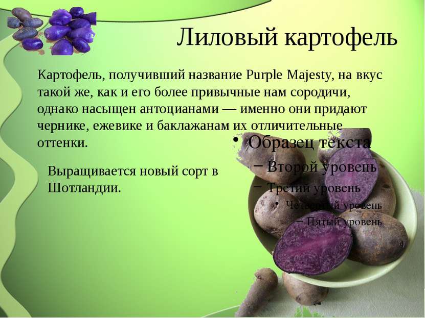 Какой вкус картошки. Пурпл Маджести картофель. Фиолетовая картошка. Картофель презентация. Сорт картофеля Purple Majesty.