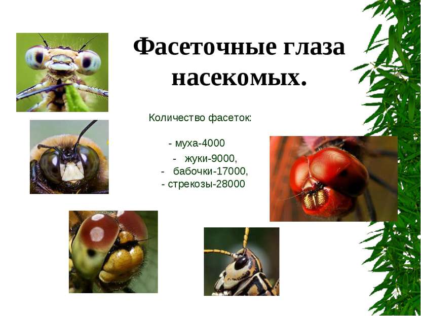 Количество фасеток: - муха-4000 - жуки-9000, - бабочки-17000, - стрекозы-2800...