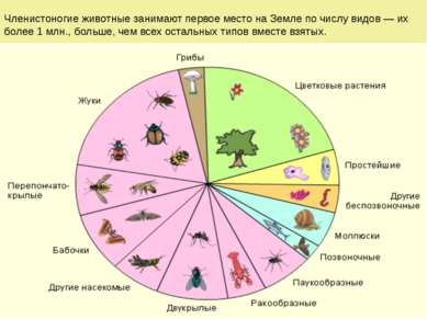 Общая характеристика типа Членистоногие (Arthropoda) Членистоногие животные з...
