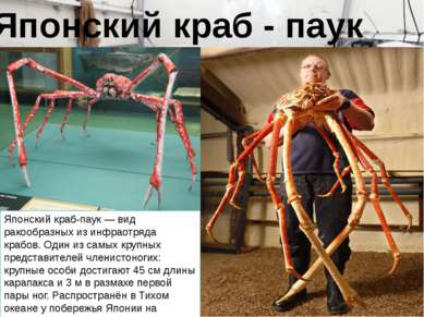 Японский краб-паук — вид ракообразных из инфраотряда крабов. Один из самых кр...