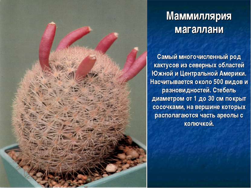 Маммиллярия магаллани Самый многочисленный род кактусов из северных областей ...