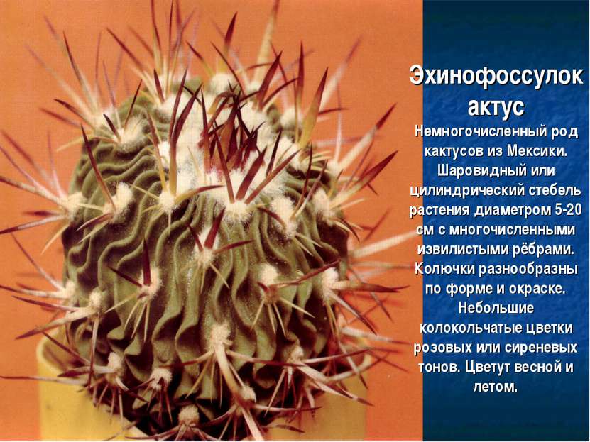 Эхинофоссулокактус Немногочисленный род кактусов из Мексики. Шаровидный или ц...