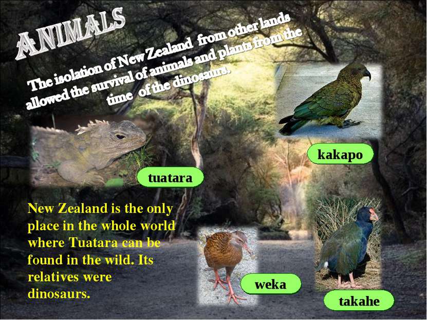 weka takahe kakapo tuatara New Zealand is the only place in the whole world w...