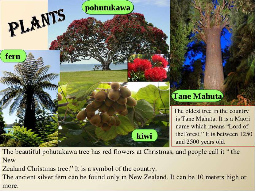 pohutukawa fern Tane Mahuta kiwi The beautiful pohutukawa tree has red flower...