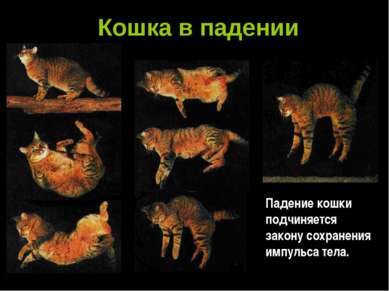 Кошка в падении Падение кошки подчиняется закону сохранения импульса тела.