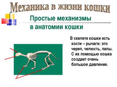 В скелете кошки есть кости – рычаги: это череп, челюсть, лапы. С их помощью к...