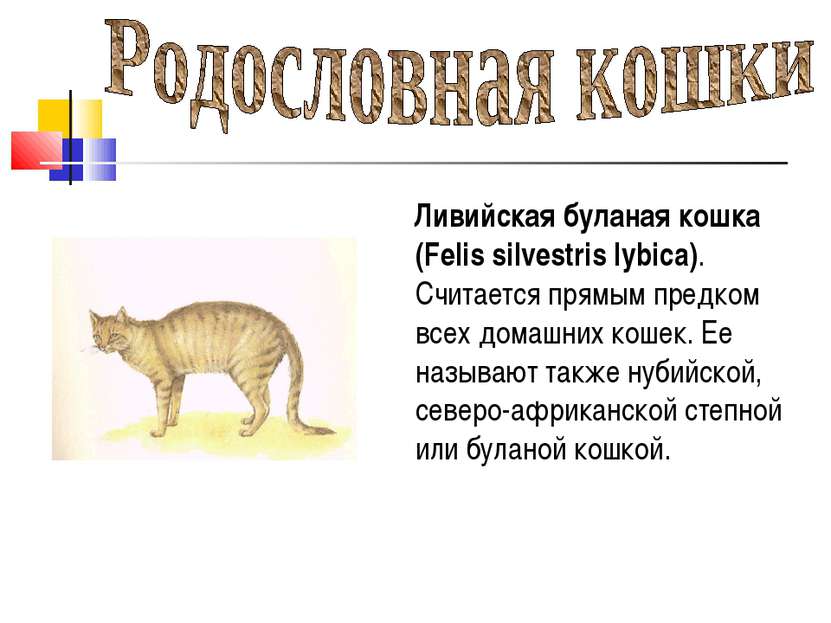 Ливийская буланая кошка (Felis silvestris lybica). Считается прямым предком в...